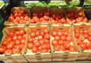 Deconturi pentru beneficiarii Programului Tomata din Mureș