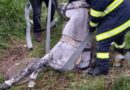 Intervenție pentru salvarea unui cal căzut în canal în Beica